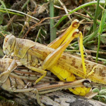 不打仗，不上热搜，他们在实验室打赢了粮食保卫战