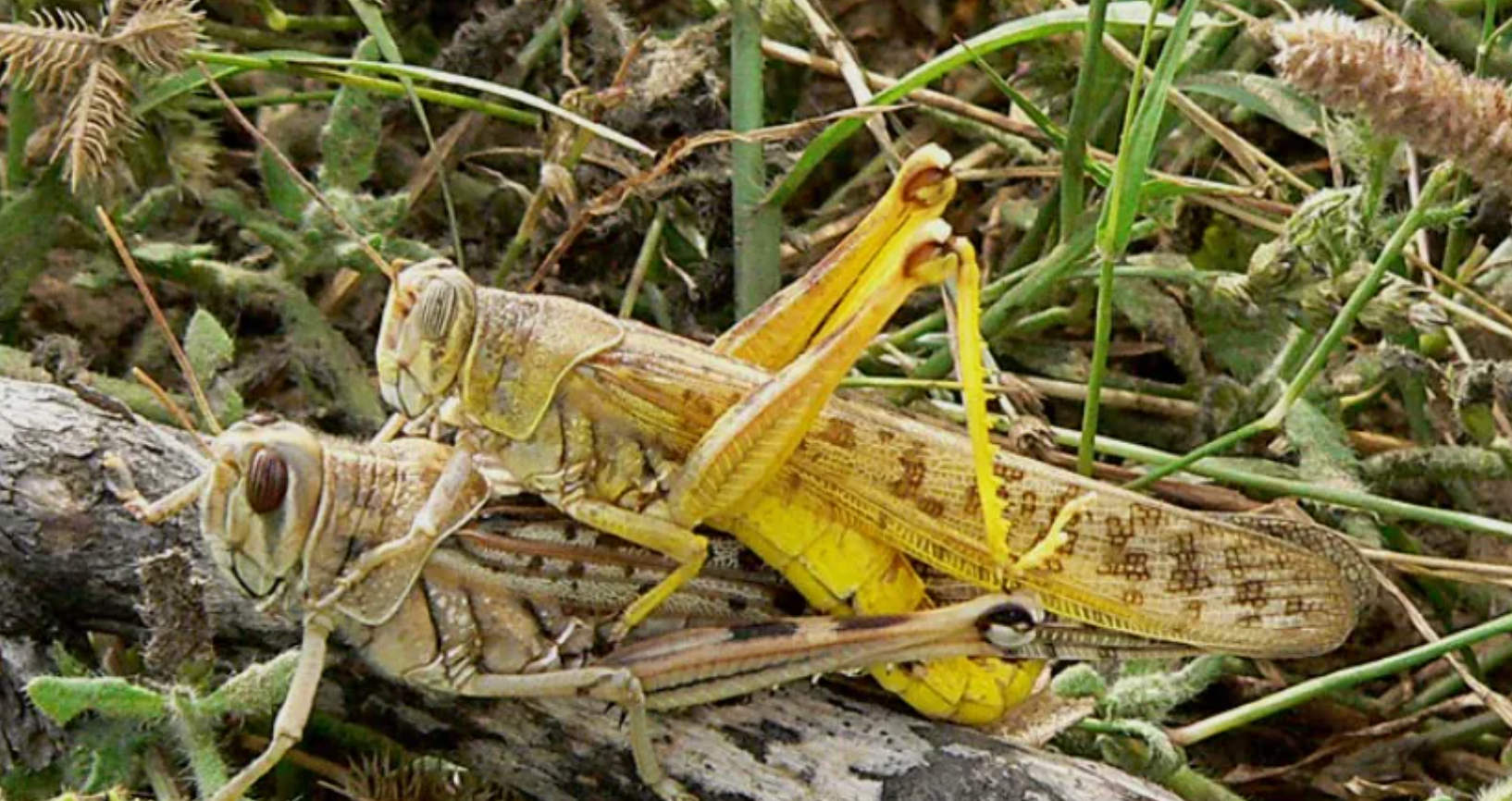 不打仗，不上热搜，他们在实验室打赢了粮食保卫战