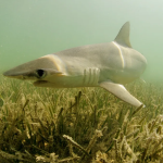 食草鲨鱼