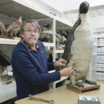 已灭绝的巨型企鹅