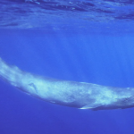 鲸鱼的歌声音调变低