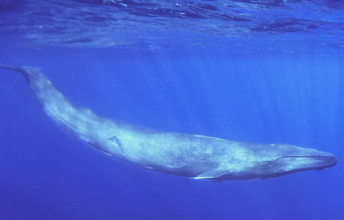 鲸鱼的歌声音调变低