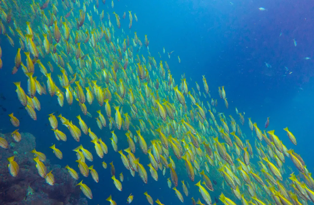 海洋骚动 