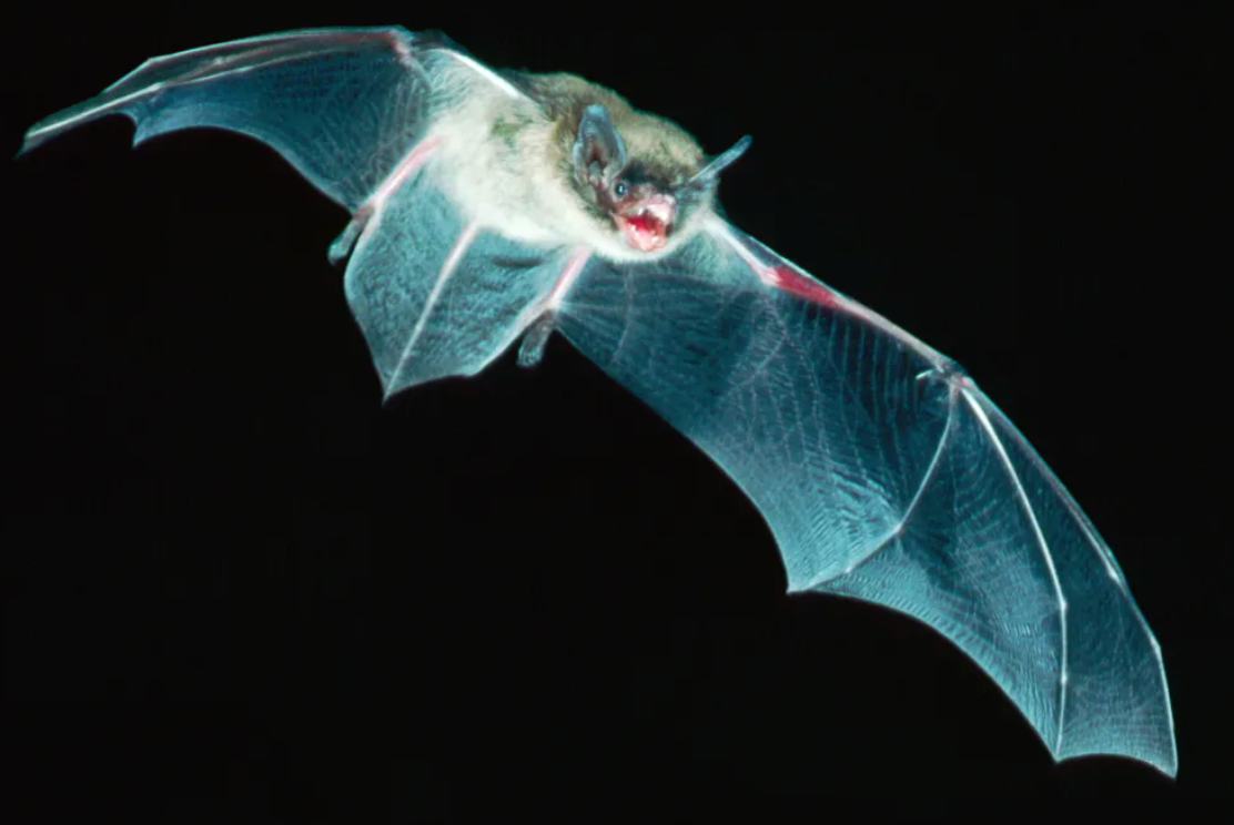 蝙蝠的困境