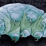 幸存者——水熊虫