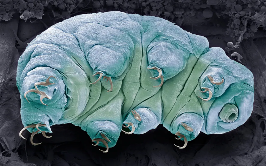 幸存者——水熊虫